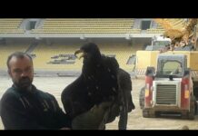 Ο ΑΕΤΟΣ ΣΤΗ ΦΩΛΙΑ ΤΟΥ