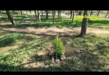 ΤΟ ΚΥΠΑΡΙΣΣΙ ΓΙΑ ΤΗ ΜΝΗΜΗ ΤΟΥ ΒΑΚΗ ΤΟΠΟΘΕΤΗΘΚΕ ΣΤΟ ΑΛΣΟΣ. ΔΕΝ ΤΟΝ ΞΕΧΝΑΜΕ ΤΟ ΠΡΟΣΕΧΟΥΜΕ.