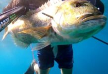 Συναγρίδα σε ρηχό ψαροντούφεκο! (Dentex in shallow spearfishing)