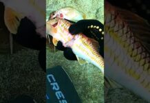 #spearfishing #fishing #gopro #fish