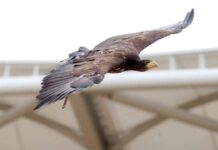 ΠΡΟΕΤΟΙΜΑΖΟΜΑΣΤΕ ΓΙΑ ΦΟΒΕΡΗ ΑΤΜΟΣΦΑΙΡΑ ΝΑ ΔΩΣΟΥΜΕ ΦΤΕΡΑ ΣΤΗΝ ΟΜΑΔΑ #aekfc #agiasofia #aek #enwsi